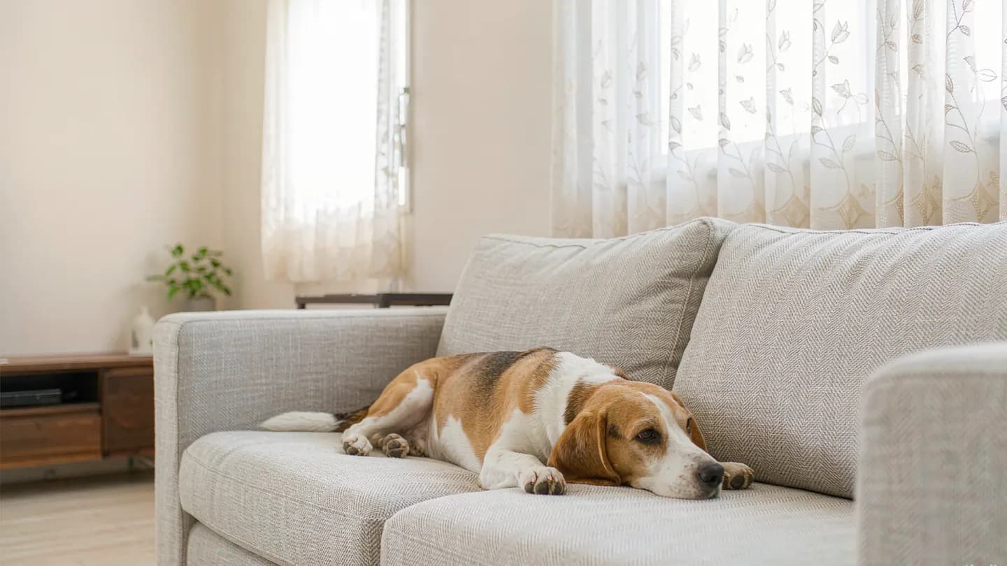 A photorealistic beagle on a premium sofa, evoking Castlery's AI-generated 'Comfurtable' brand campaign